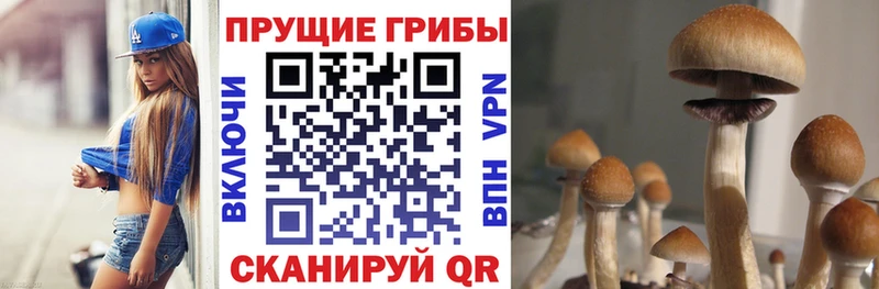 Купить где  Горячий Ключ  Псилоцибиновые грибы мицелий 